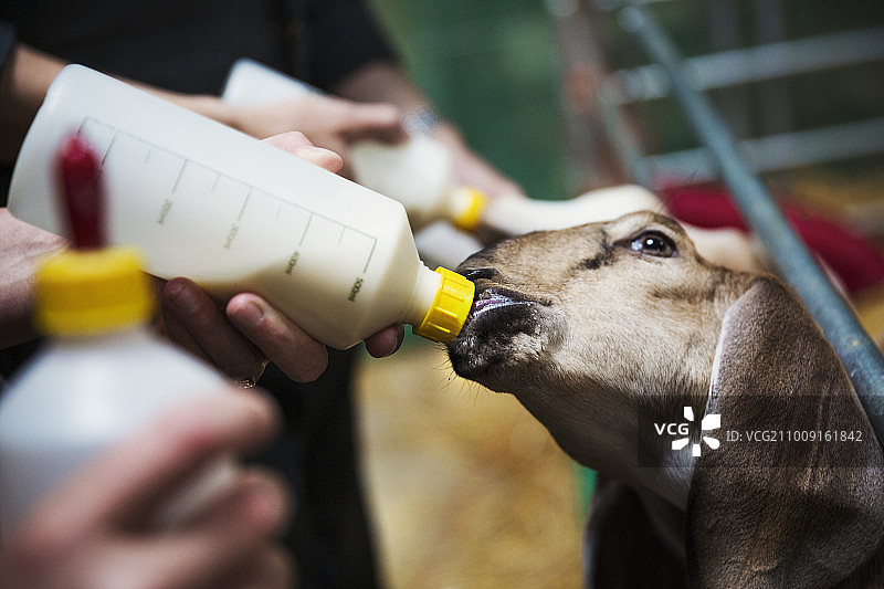 在马厩里用奶瓶喂山羊的特写图片素材