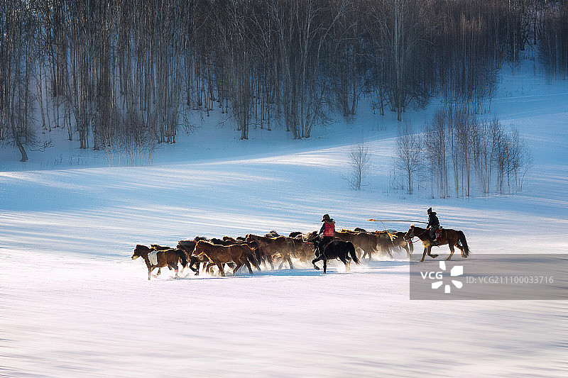 坝上雪地奔马5图片素材