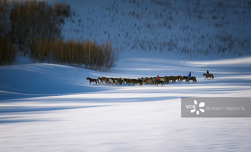 坝上雪地奔马6图片素材
