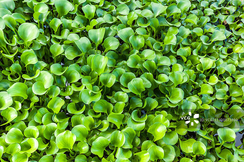 水葫芦图片素材