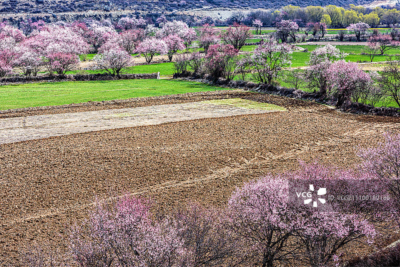 西藏波密桃花沟景色图片素材
