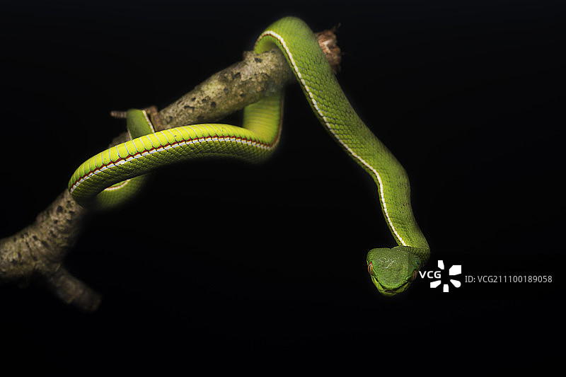 竹叶青图片素材