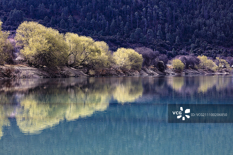 西藏林芝米林县柳树雅鲁藏布江倒影图片素材