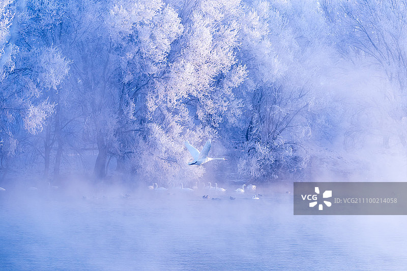 白天鹅图片素材