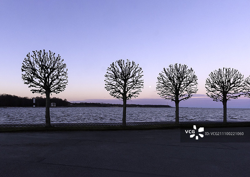 四棵树图片素材