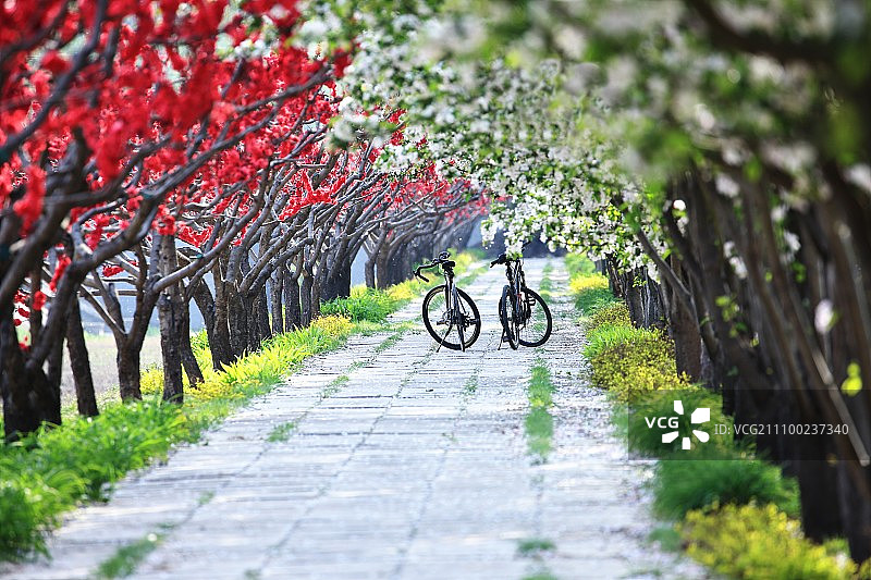 花径图片素材