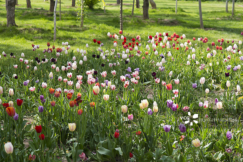 郁金香图片素材