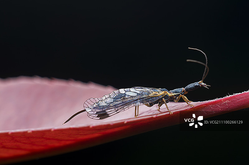 蛉图片素材