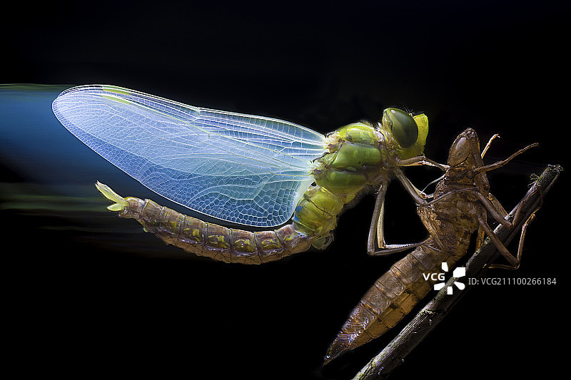 蜻蜓羽化图片素材