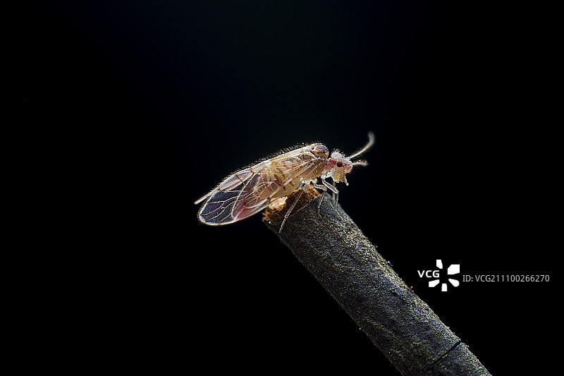 昆虫图片素材