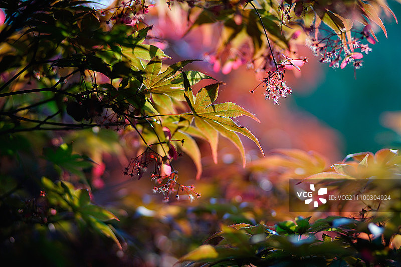梅花洲美丽风景图片素材