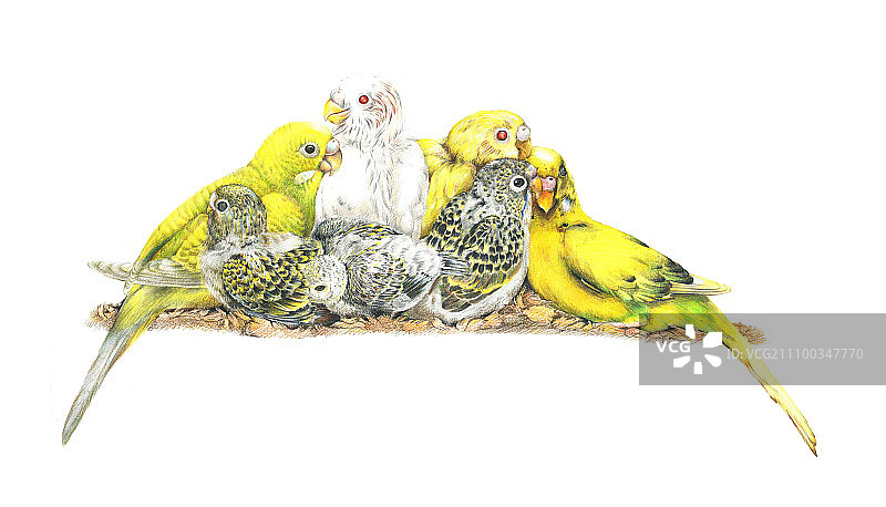 虎皮鹦鹉的全家福图片素材