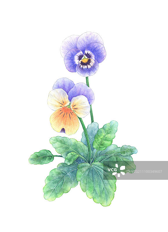 三色堇图片素材