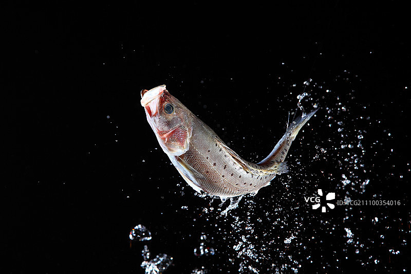 新鲜的食物图片素材