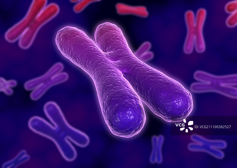 漂浮在紫色背景上的染色体图片素材