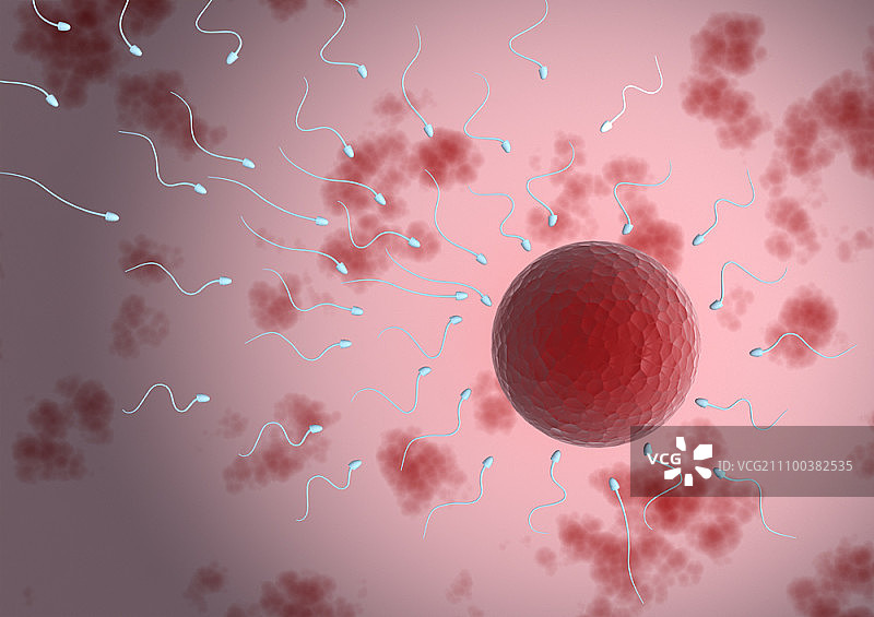 精子向卵子游动图片素材