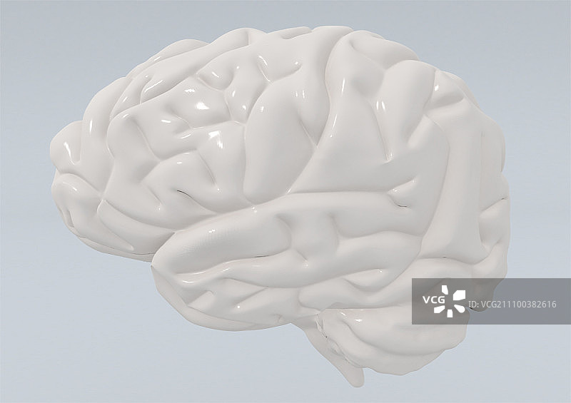 浅灰色背景上的大脑模型图片素材