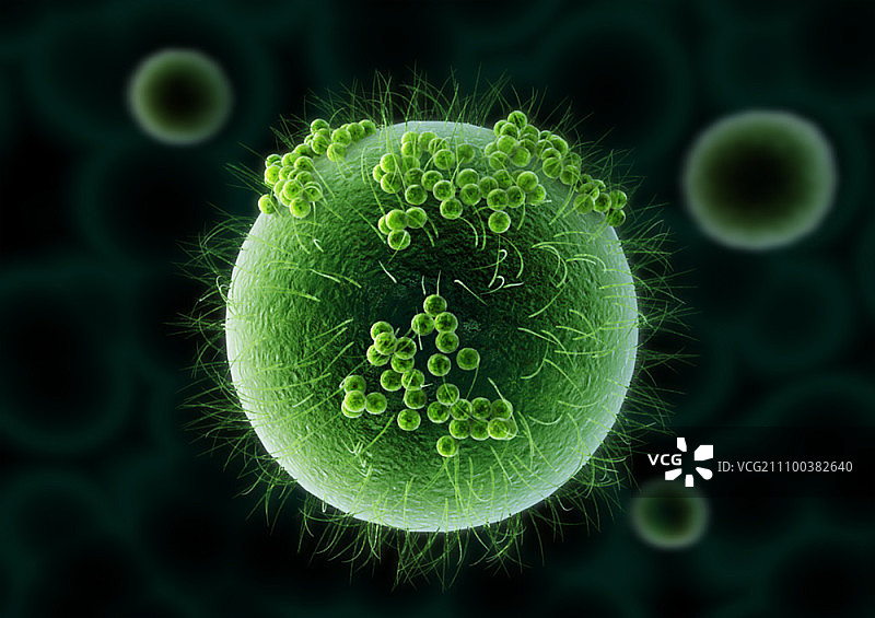 显微镜下的细胞图片素材