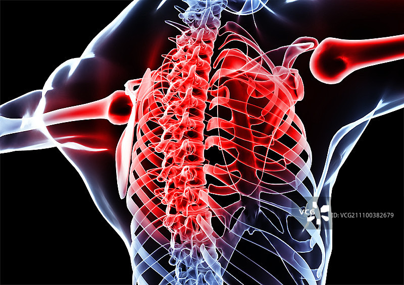 胸部X光片图片素材