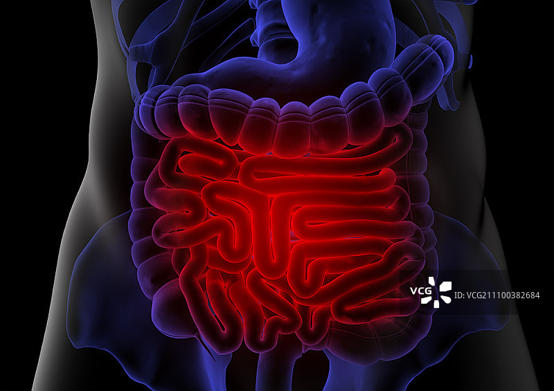 小肠X光片图片素材