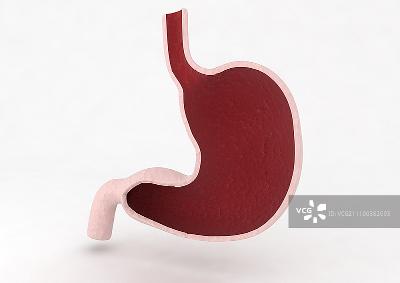 白色背景上的胃图片素材