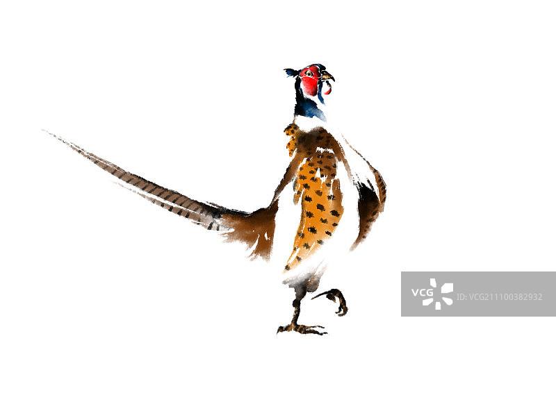 白色背景上的野鸡图片素材