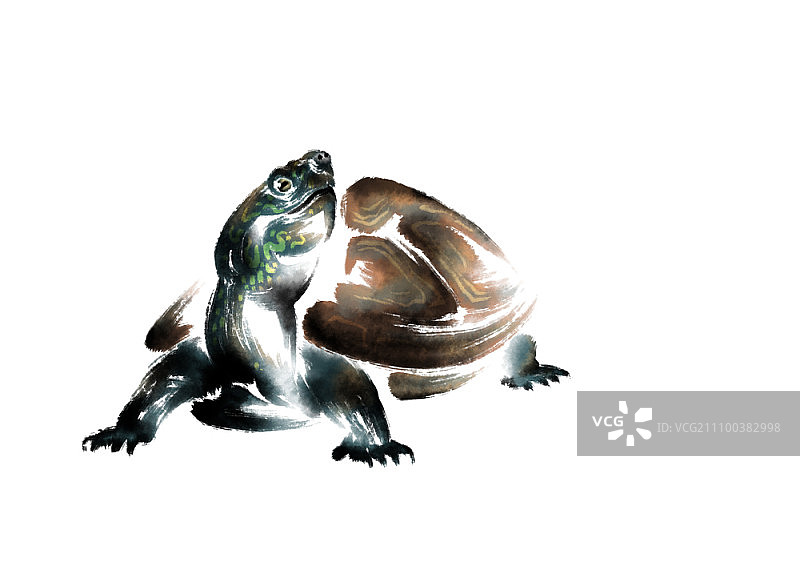 白色背景上的海龟图片素材