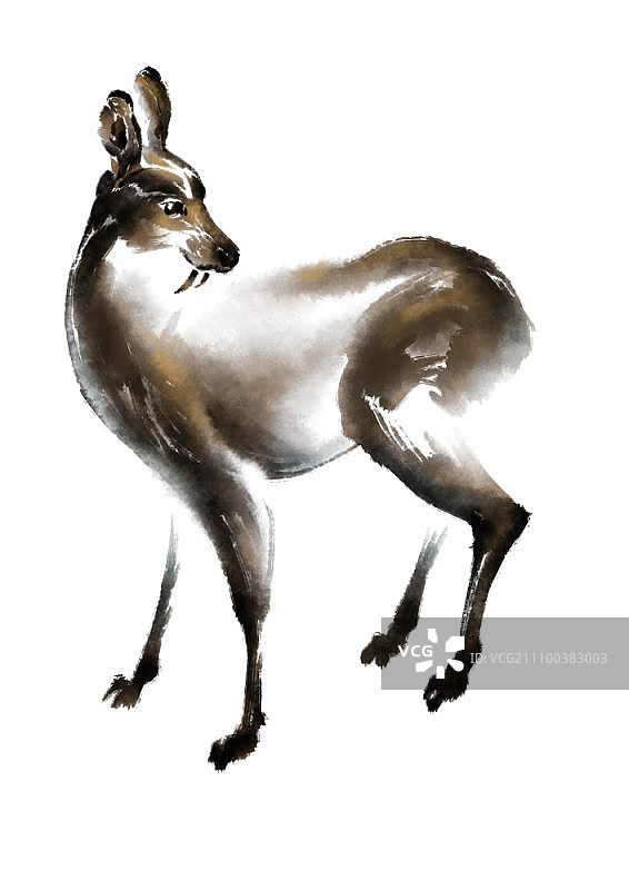 白色背景上的鹿图片素材