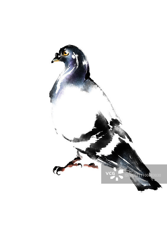 白色背景上的鸽子图片素材