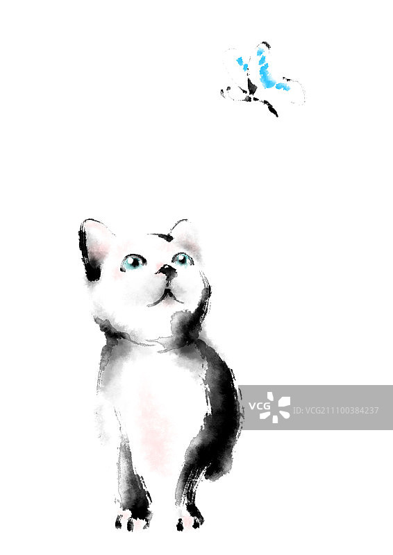 小猫盯着蝴蝶图片素材