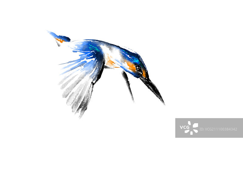 展开翅膀的鸟类侧视图图片素材