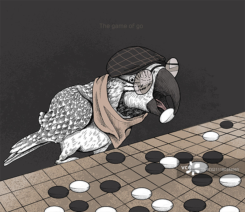 鹦鹉下围棋图片素材