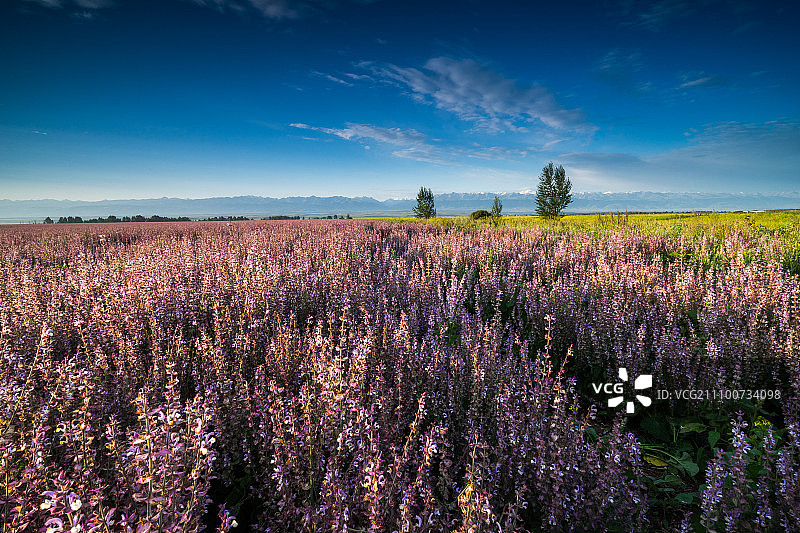 紫苏花图片素材