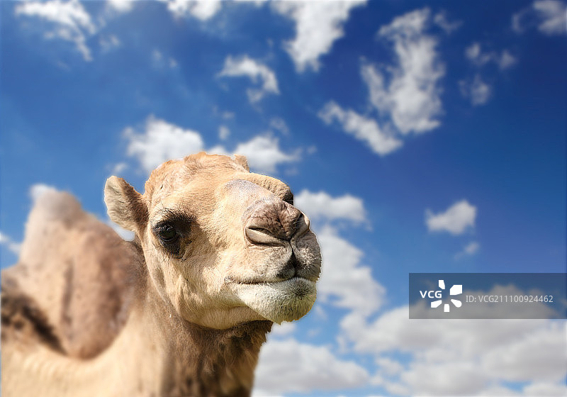 天空背景下的骆驼头部图片素材