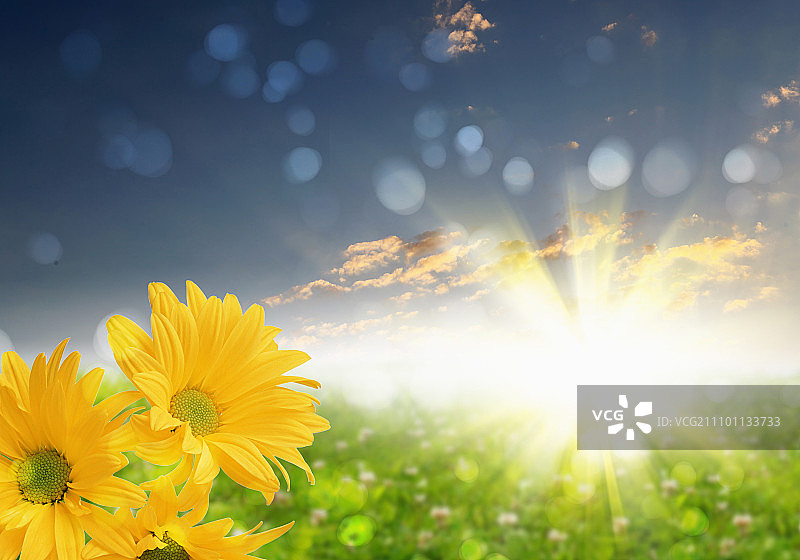 色彩鲜艳的鲜花盛开的田野照片图片素材