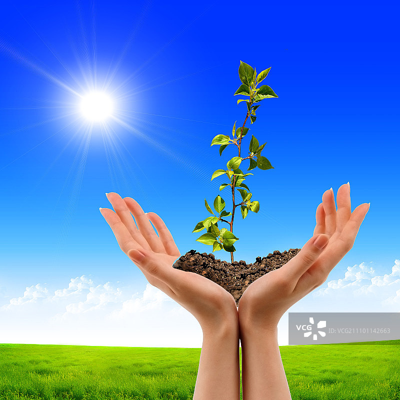 双手捧着绿色小植物的照片图片素材