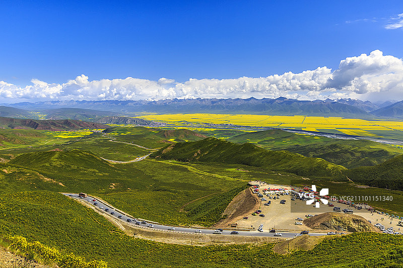 门源油菜花海图片素材