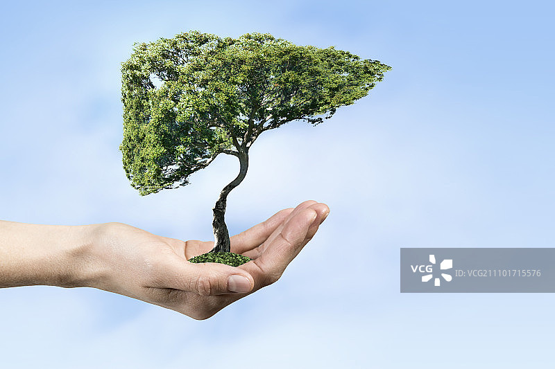 生态与健康概念：手持绿树特写图片素材