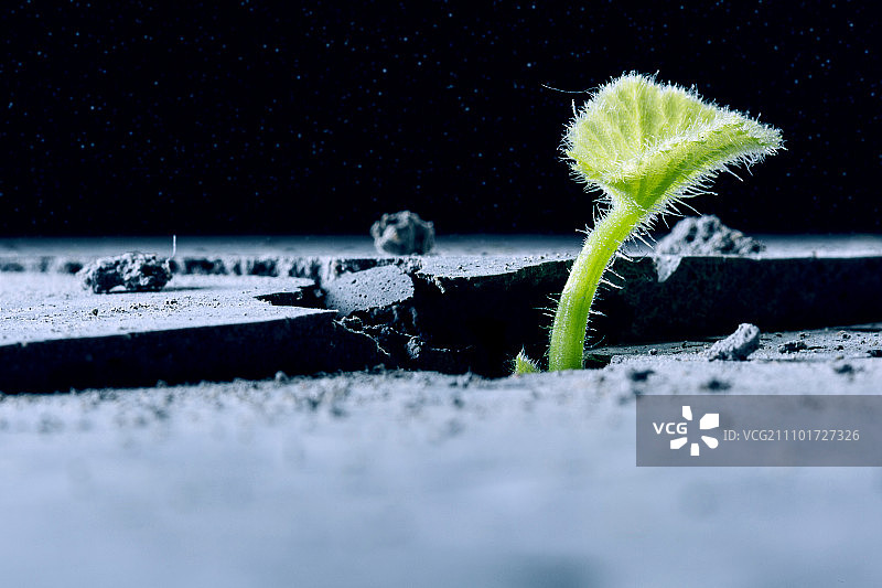 月球上有生命吗？月球表面裂缝中生长的绿色植物图片素材