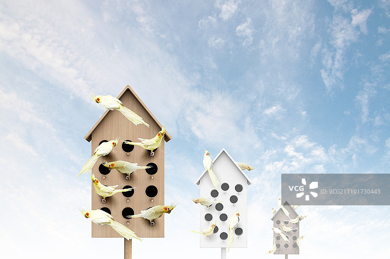 适合居住的公寓与栖息在木箱里的鹦鹉图片素材