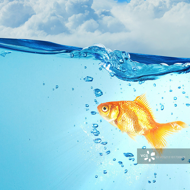 水中金鱼图片素材