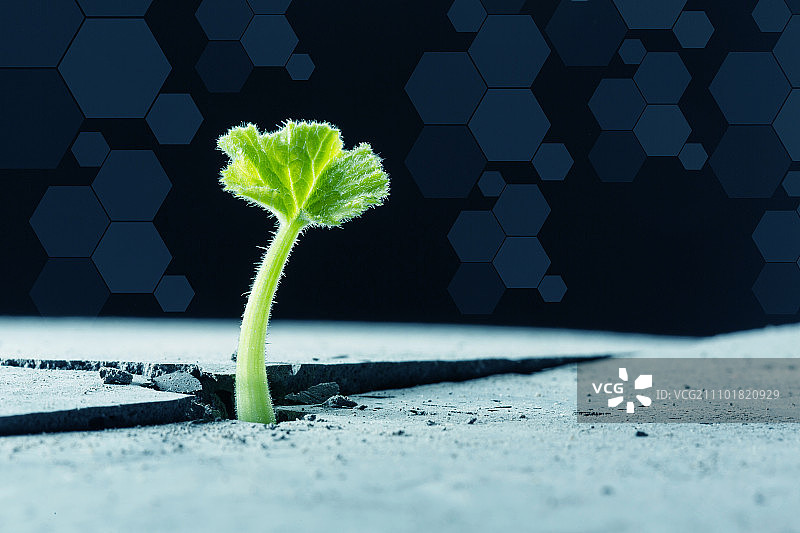 月球上有生命吗？月球表面裂缝中生长的绿色植物图片素材