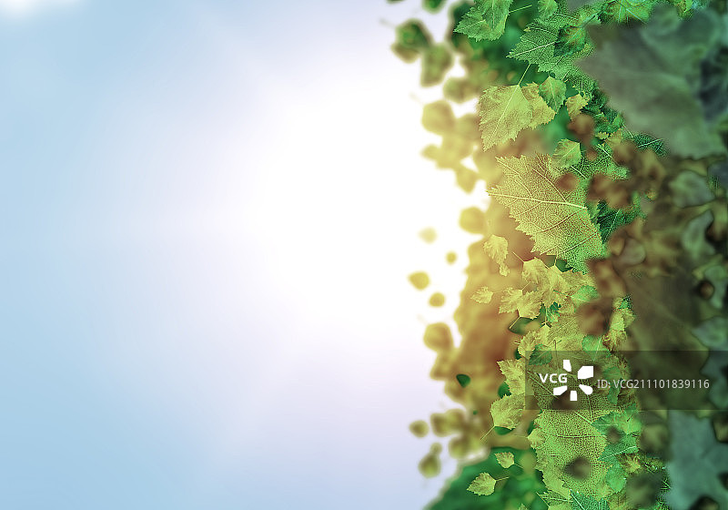 秋叶背景概念图，带文本区域图片素材
