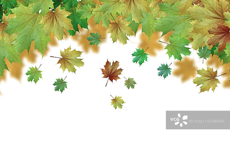 秋叶背景概念图，带文本区域图片素材