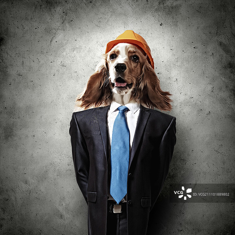 有趣的西装狗肖像，戴橙色头盔，抽象背景拼贴图片素材