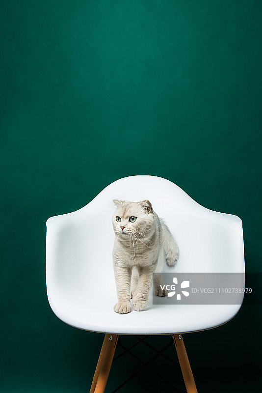 可爱的猫咪 宠物猫图片素材