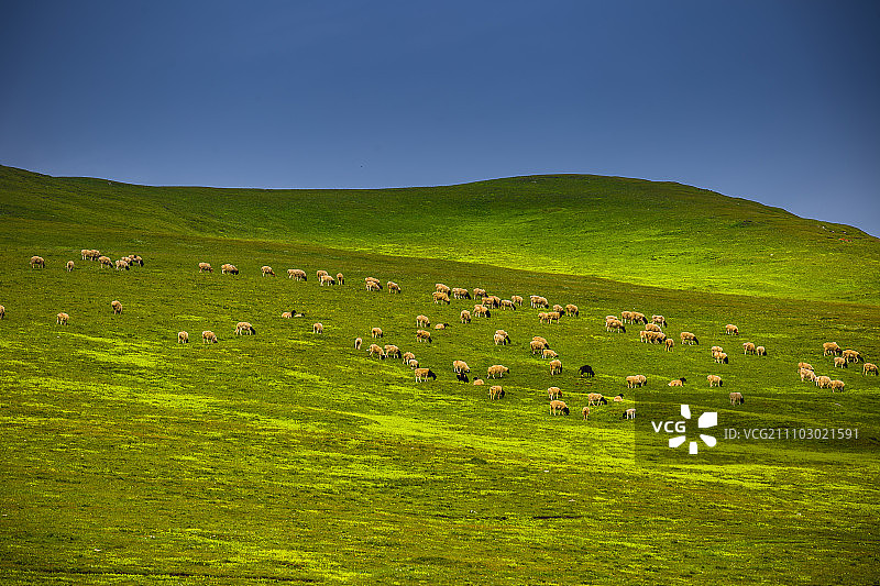 新疆巴音布鲁克草原风光图片素材