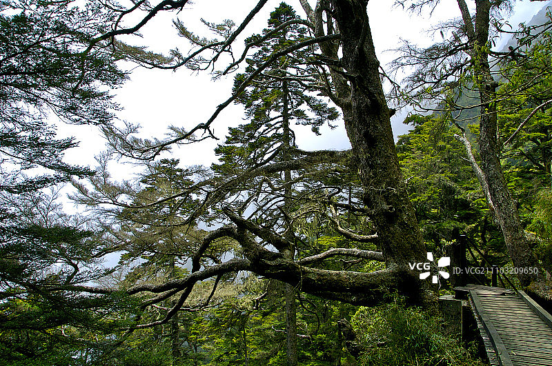 亚洲,中国,台湾,嘉义县,玉山,登山步道,图片素材