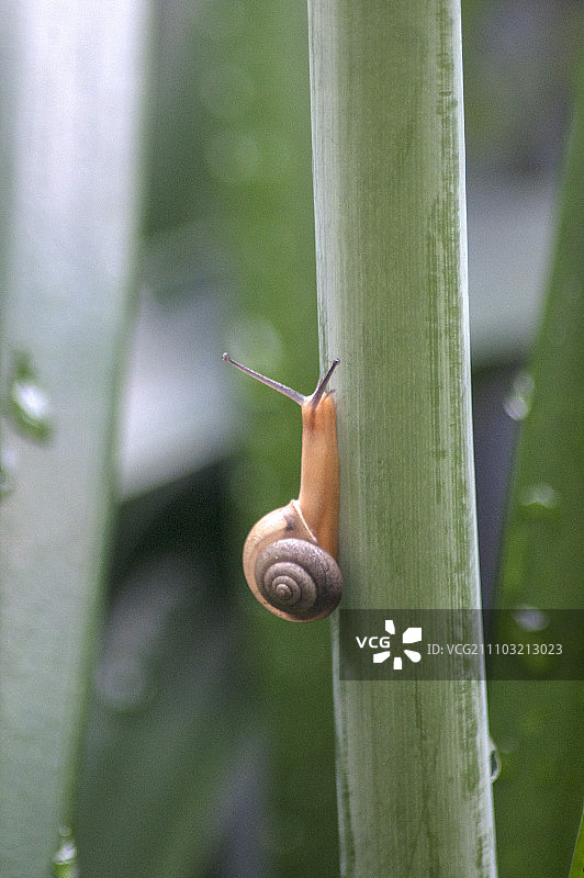 名间乡,南投,台湾,亚洲,蜗牛,图片素材