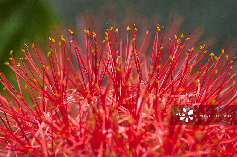 集集镇,南投,台湾,亚洲,绣球花,图片素材